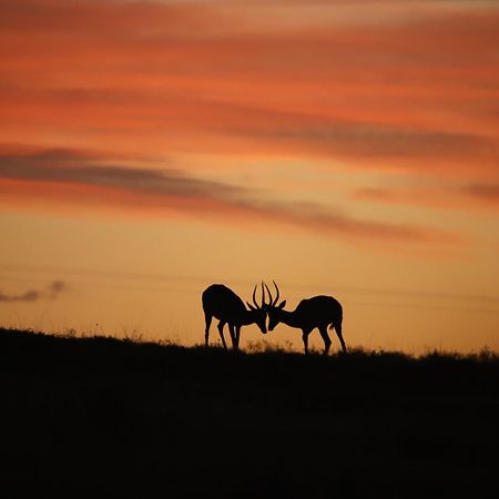 The Ranch House At African Safari Lodge Grahamstown Exteriör bild